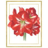 100311B_CASP_Kartenbox_10_10_Amaryllis_Motiv_03_1024x1024