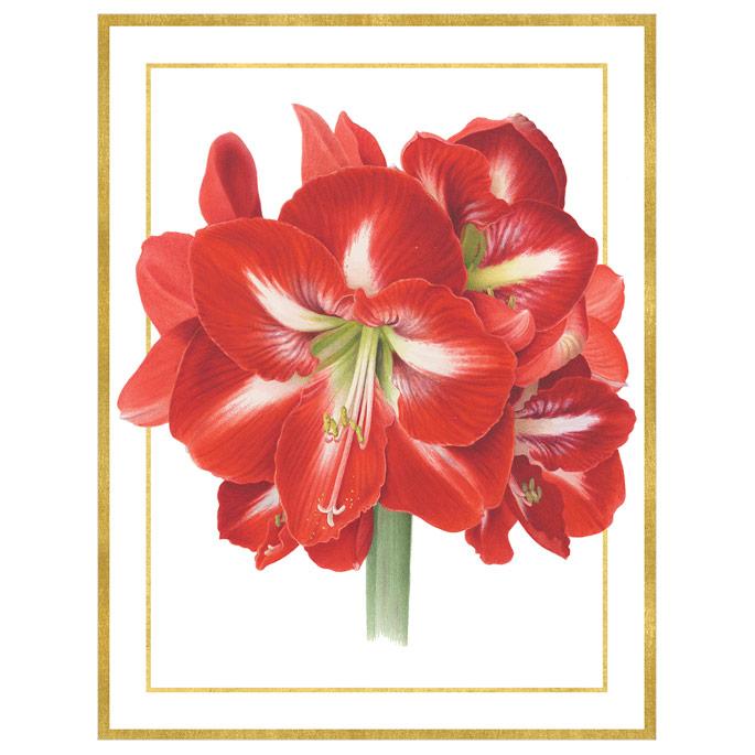 100311B_CASP_Kartenbox_10_10_Amaryllis_Motiv_03_1024x1024
