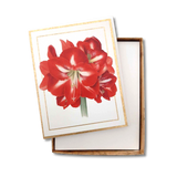 100311B_CASP_Kartenset_10_10_Amaryllis_VS01_1900x1900