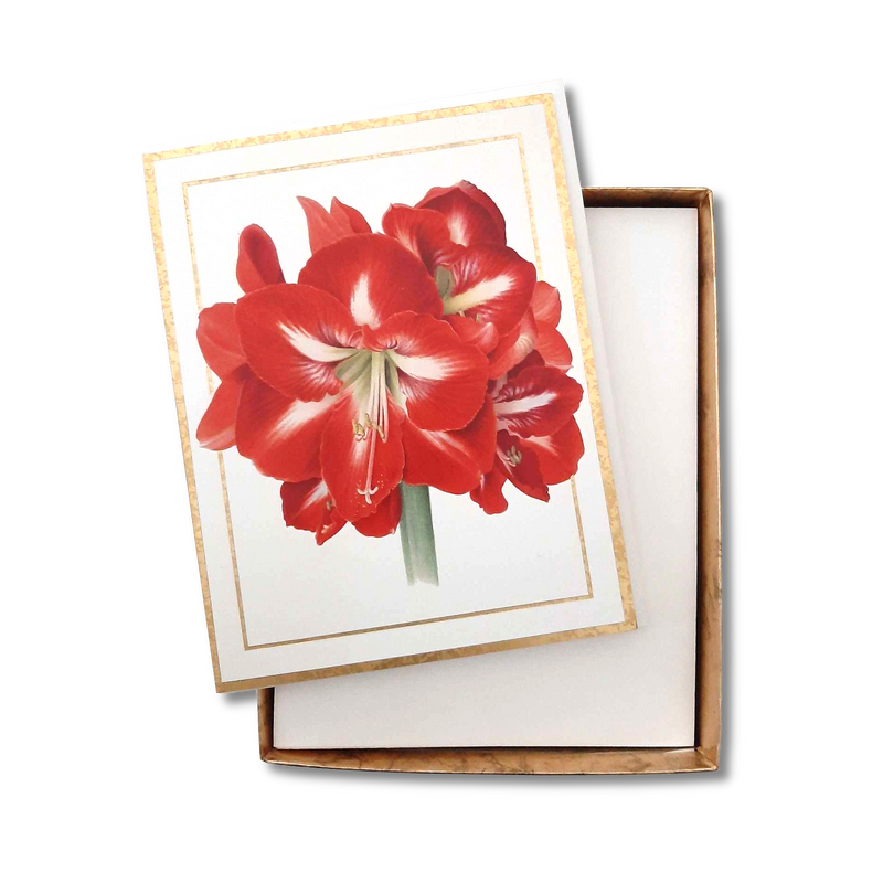 100311B_CASP_Kartenset_10_10_Amaryllis_VS01_1900x1900